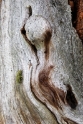 Gnarled trees, Aletsch Switzerland 14